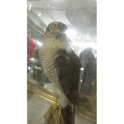 1450 - Victorian taxidermy - a sparrow hawk under dome (no base).  COLLECT ONLY.