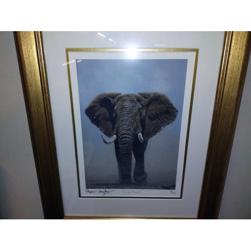 285 - 4 gilt framed & glazed signed limited edition Stephen Gayford prints including Morning Graze  75/630... 