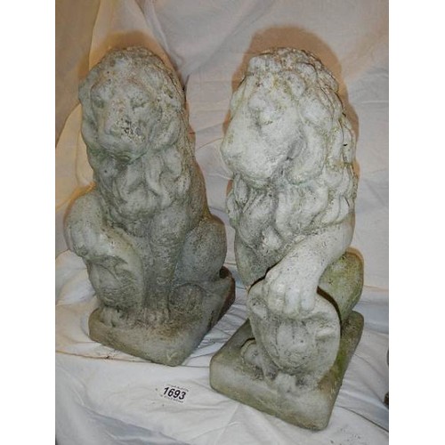 1693 - A pair of garden lions - COLLECT ONLY