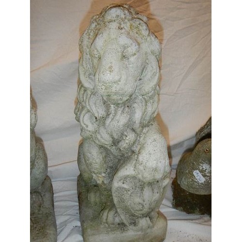 1693 - A pair of garden lions - COLLECT ONLY