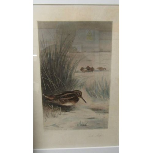 1310D - Archibald Thorburn (1860-1935) Pencil signed print entitled 'Plover' published by Baird Carter Londo... 