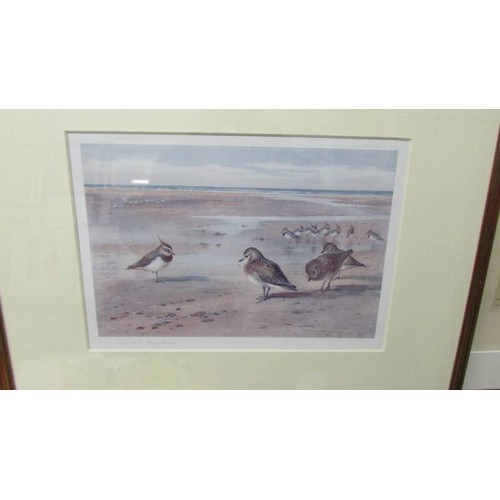 1310D - Archibald Thorburn (1860-1935) Pencil signed print entitled 'Plover' published by Baird Carter Londo... 