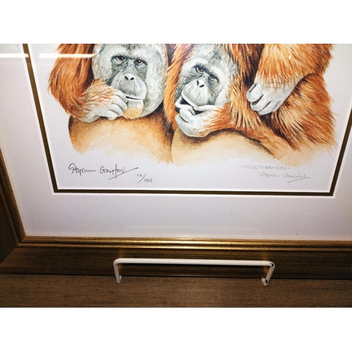 343 - 3 framed and glazed limited edition monkey related prints signed Stephen Gayford