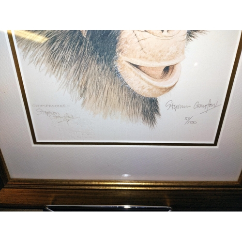 343 - 3 framed and glazed limited edition monkey related prints signed Stephen Gayford