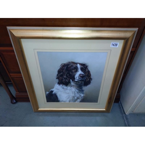 1439 - A large gilt framed print of a spaniel. 61cm x 65cm. COLLECT ONLY.