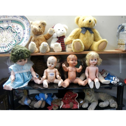 1026 - 3 shelves of old Teddy Bears & Dolls