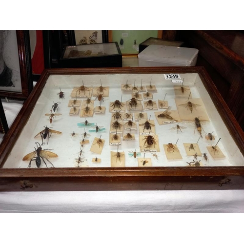 1249 - A selection of beetles & butterflies etc.