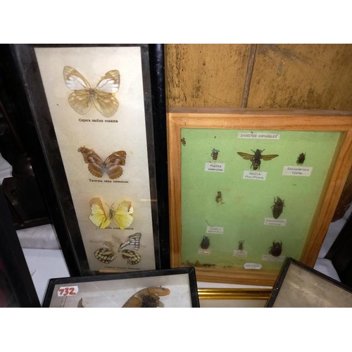 1249 - A selection of beetles & butterflies etc.