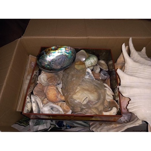 1289 - A large quantity of sea shells