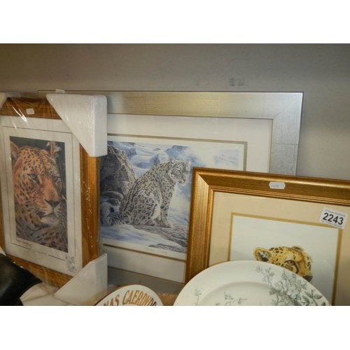 2243 - Three framed and glazed prints of Leopards, COLLECT ONLY,.