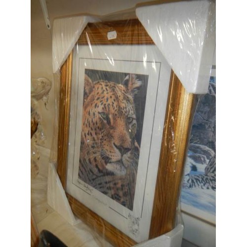 2243 - Three framed and glazed prints of Leopards, COLLECT ONLY,.