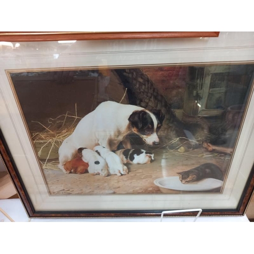 275 - A selection of framed and glazed prints of mainly Spaniels including English Setters.