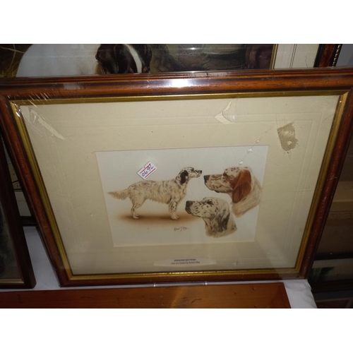 275 - A selection of framed and glazed prints of mainly Spaniels including English Setters.