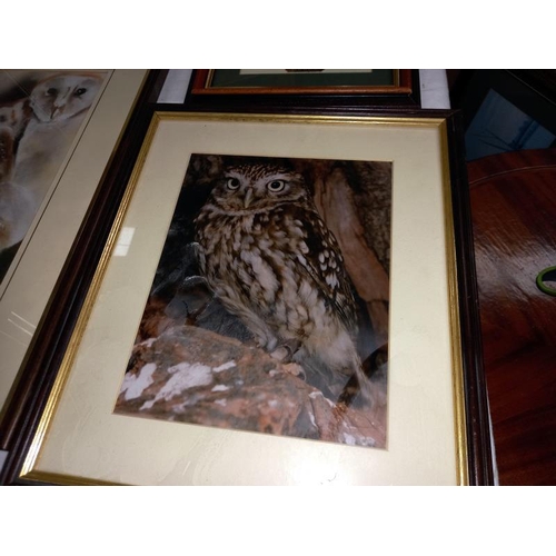 323 - 4 Owl prints.