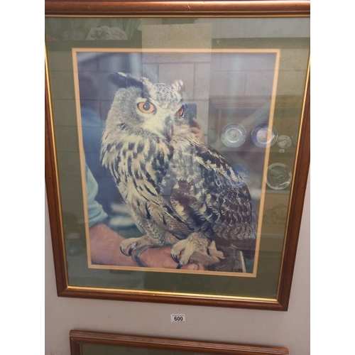 600 - 2 large framed and glazed prints of Owls. 58cm x 69cm.  Collect Only.