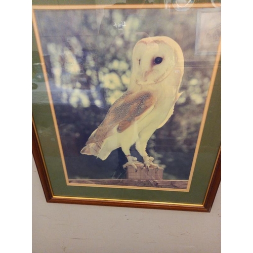 600 - 2 large framed and glazed prints of Owls. 58cm x 69cm.  Collect Only.