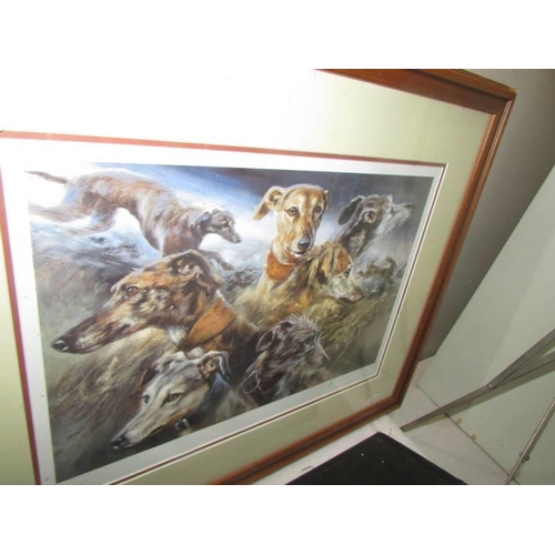 746 - Two framed and glazed prints of Greyhounds, 49 x 62 cm and 37 x 46 cm. COLLECT ONLY.