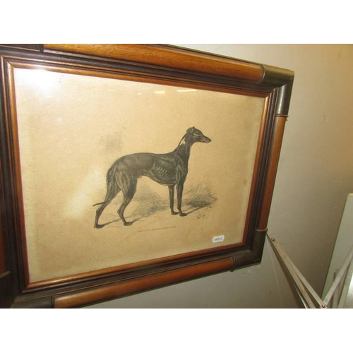 746 - Two framed and glazed prints of Greyhounds, 49 x 62 cm and 37 x 46 cm. COLLECT ONLY.