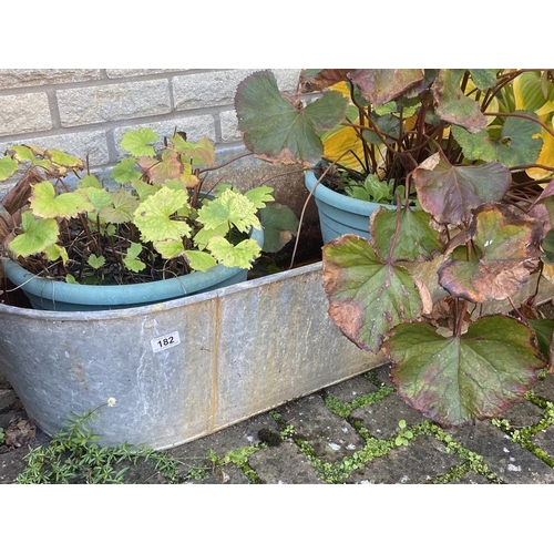 182 - A long galvanised watertight bath and 3 potted plants and 1 small bath and plants. Collect Only.