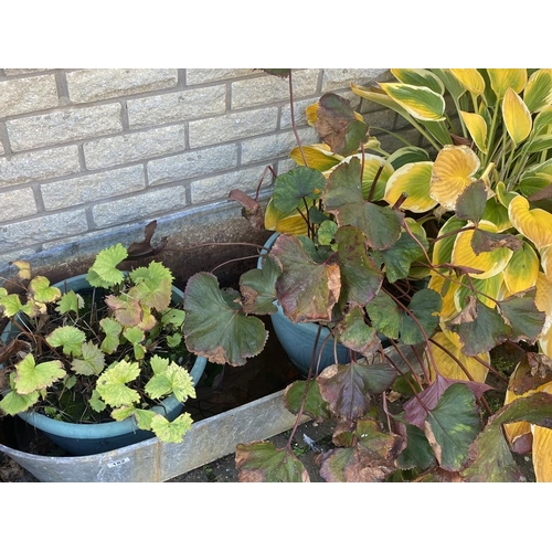 182 - A long galvanised watertight bath and 3 potted plants and 1 small bath and plants. Collect Only.