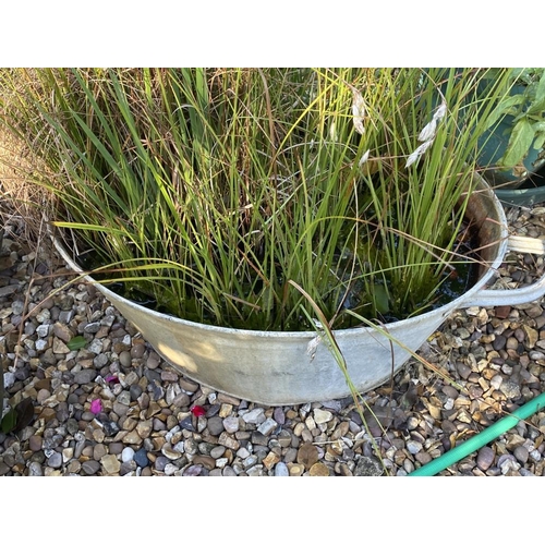 182 - A long galvanised watertight bath and 3 potted plants and 1 small bath and plants. Collect Only.