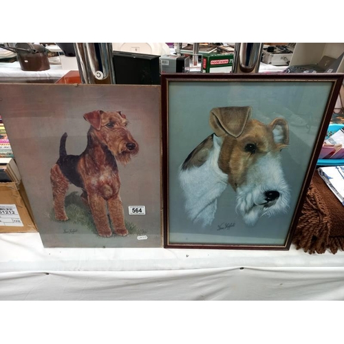 564 - 2 vintage prints of a Terrier dog by Brian Hupfield, glass A/F