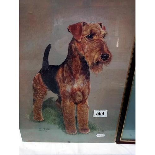 564 - 2 vintage prints of a Terrier dog by Brian Hupfield, glass A/F