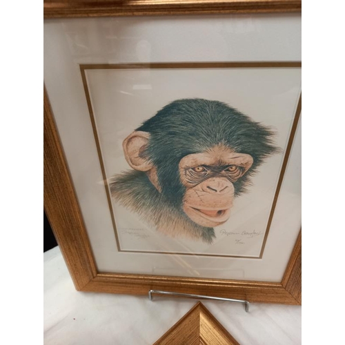 636 - 3 framed and glazed prints of Orangutangs and monkeys