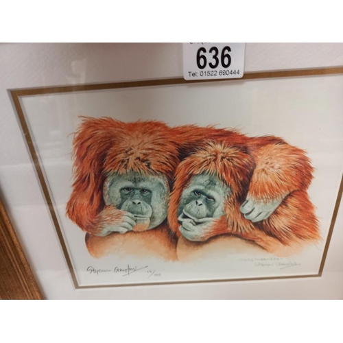 636 - 3 framed and glazed prints of Orangutangs and monkeys