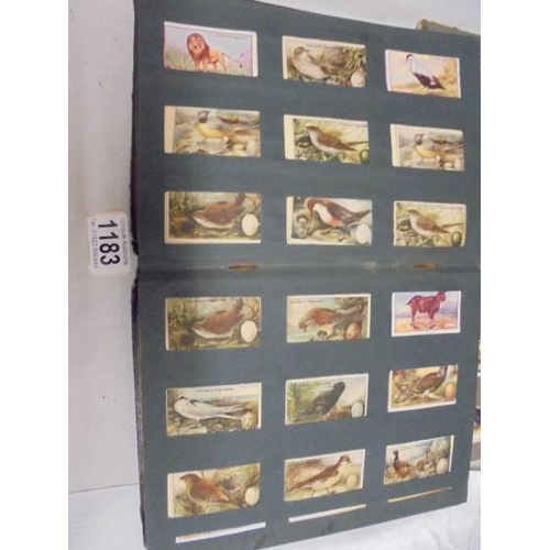 1183 - Two albums of cigarette cards including animals and birds, albums a/f.