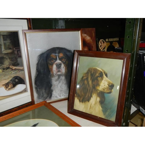 697 - A collection of framed and glazed dog studies. COLLECT ONLY.