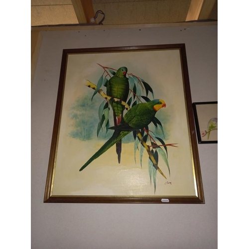 438 - A selection of pictures of birds including budgies, parrots and owl