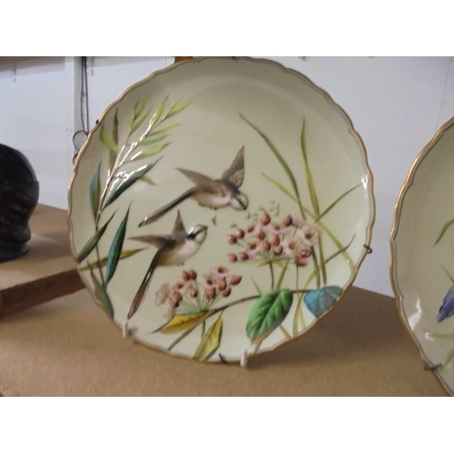 1035 - A pair of superb quality hand painted plates featuring birds.