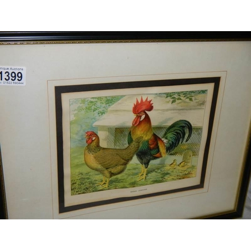 1399 - A pair of framed and glazed prints of poultry by Ludlow.