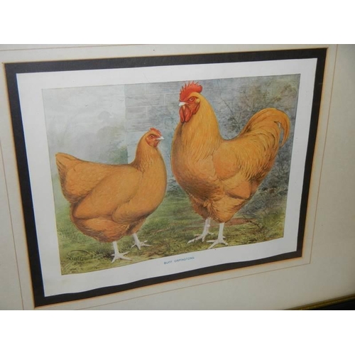 1399 - A pair of framed and glazed prints of poultry by Ludlow.