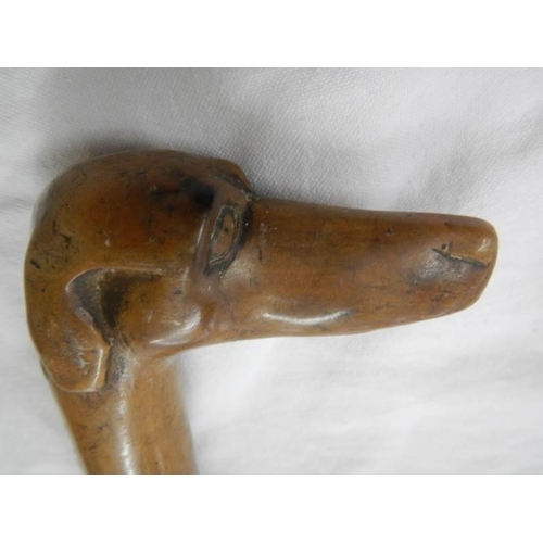 1409 - A fruitwood walking stick with carved dog head handle.