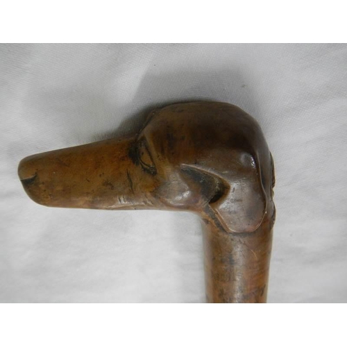 1409 - A fruitwood walking stick with carved dog head handle.