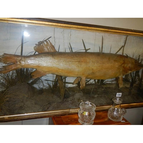 1266 - Taxidermy - a large pike in glass case, 117cm long.