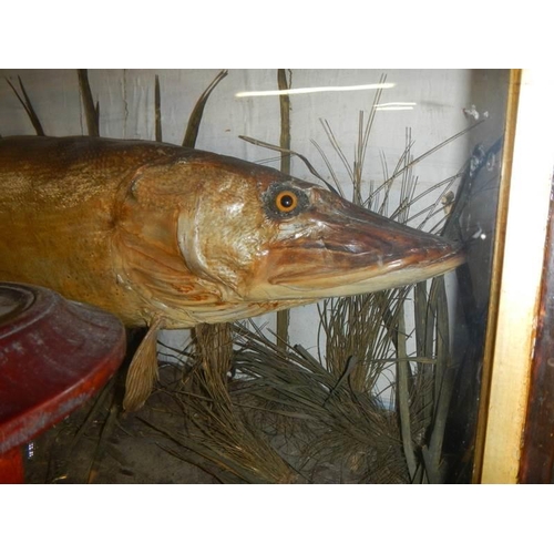 1266 - Taxidermy - a large pike in glass case, 117cm long.