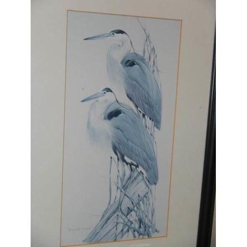 850 - A pair of framed and glazed studies of herons.