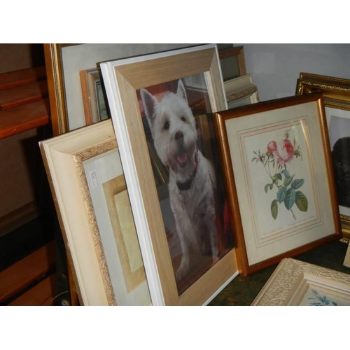 1387 - Approximately 15 assorted pictures of dogs, flowers etc., COLLECT ONLY.