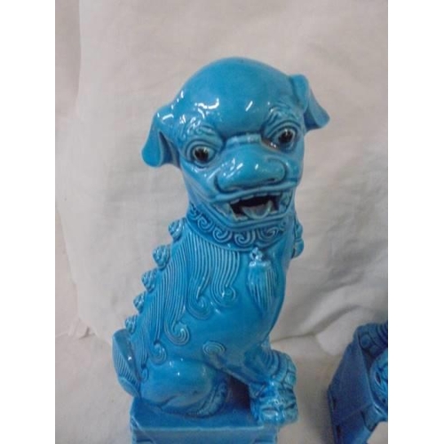 1298 - A pair of blue ceramic Chinese Dogs of Fo.