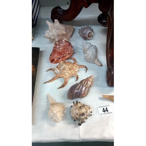 44 - A good lot of sea shells