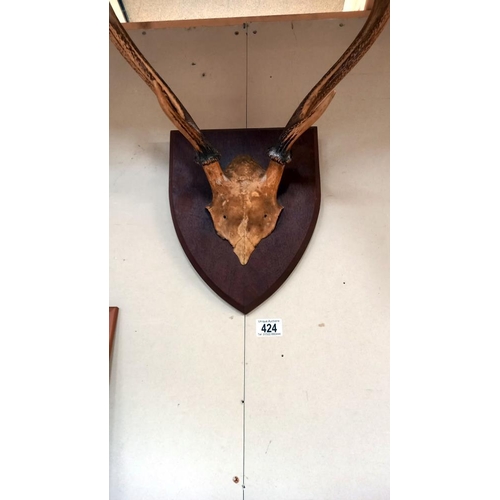 424 - Taxidermy stag mounted antlers COLLECT ONLY