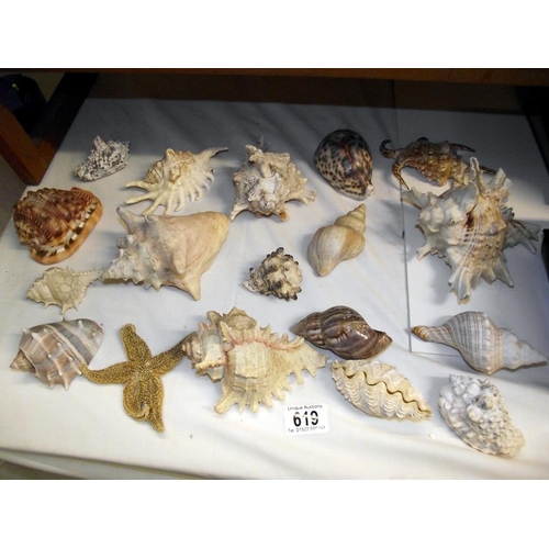 619 - A good lot of sea shells