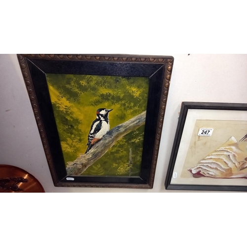 247 - An oil on board of a great spotted woodpecker and a watercolour of one other COLLECT ONLY