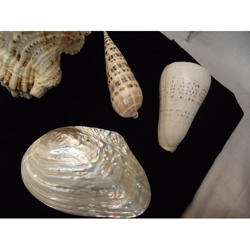 51 - Beautiful lot of seashells, includes 2 polished pearl double sided clams 16cm x 10cm approx. terebra... 