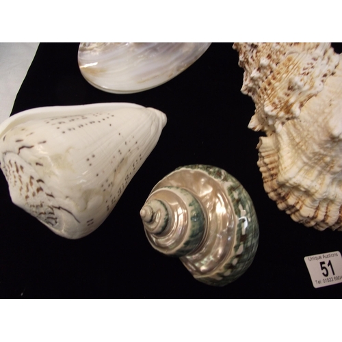 51 - Beautiful lot of seashells, includes 2 polished pearl double sided clams 16cm x 10cm approx. terebra... 