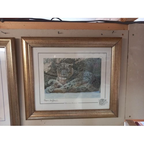 240 - 6 framed & glazed prints by Stephen Gayford, tiger, wolves, polar bear, leopard & a framed leopard p... 