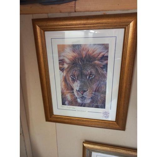 240 - 6 framed & glazed prints by Stephen Gayford, tiger, wolves, polar bear, leopard & a framed leopard p... 